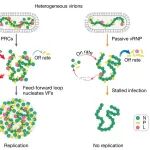 《Nature》解决病毒工厂形成悖论：RSV在病毒颗粒内预装“预复制中心”作为凝聚体种子，驱动高效转录与复制
