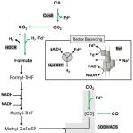 重定向伍氏醋杆菌电子流可仅靠一氧化碳生长