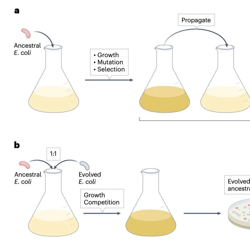 大肠杆菌的角色演变
