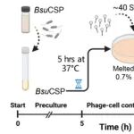 低感染复数高效编辑枯草芽胞杆菌噬菌体