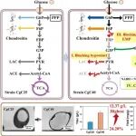南开马挺等改造谷棒让软骨素塞满细胞
