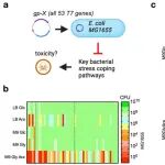 噬菌体门户蛋白抑制细菌严谨反应提升感染效率