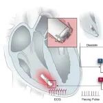 北京清华长庚医院李舟团队与合作者 Nat. Biomed. Eng.：共生型自供电起搏器突破续航瓶颈新研究