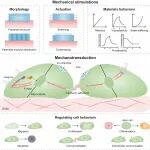 南洋理工大学夏焜/长春应化所栾世方《Prog. Mater. Sci.》：机械活性粘合剂 - 从“被动闭合”到“主动引导”