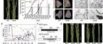 PBJ | 四川农大水稻遗传研究团队克隆调控水稻每日开花时间新基因EMT3，并解析其影响水稻浆片细胞壁发育的分子机制及潜在应用价值