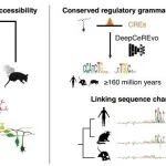 Science |  哺乳动物智能演化的另一把钥匙：小脑功能演化的基因调控蓝图