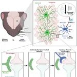 《Cell》发现大脑“清道夫”细胞的精密协作：小胶质细胞用Wnt信号指导星形胶质细胞为突触清除“让位”
