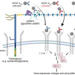 【前沿进展】Nature | Ryan Flynn团队揭示glycoRNA在活细胞膜表面的调控，及其在血管发育中的作用