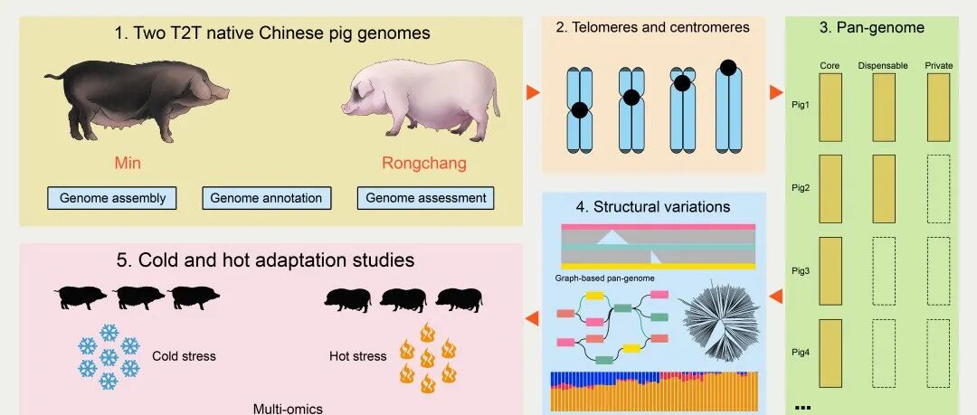 iMeta高引论文 | 张龙超/王金勇/刘娣/李明洲/印遇龙/王立贤-率先完成猪T2T基因组组装