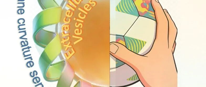 Biochemistry\u00A0封面文章\u00A0|\u00A0清华大学尹航团队综述：膜曲率感应肽探针助力细胞外囊泡精准捕获与应用