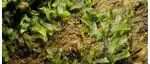 New Phytol | 揭示陆地植物演化的全新线索——古老的角苔“叶绿体基因组密码”