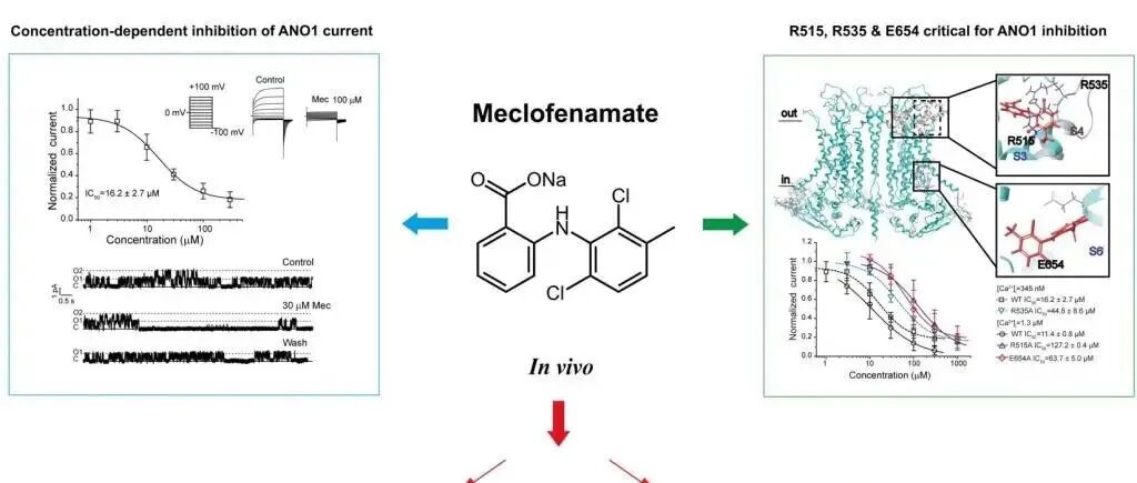 Biochemical Pharmacology：青岛大学王克威教授团队在老药新用研究领域再次取得新进展