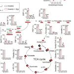 Cellu00A0Death &u00A0Differ | 山东大学刘发保等提出外泌体代谢物新轴线