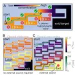 华科大瞿金平/牛冉团队 PNAS：活性液滴通过化学回声定位实现自动决策