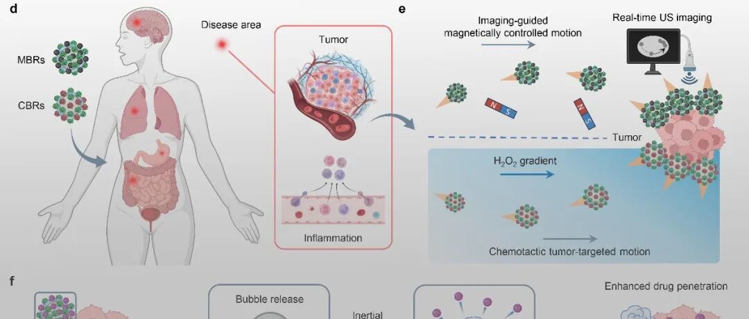 加州理工学院高伟教授课题组 Nat. Nanotechnol.：酶驱动的微气泡机器人