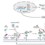 【前沿进展】Nat Commun丨陈颜/周军/王翊洁团队揭示癌细胞脂质代谢重编程的新机制