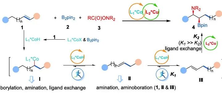 东北师范大学熊涛课题组：基于双金属正交接力催化的非活化烯烃远端双碳（sp3）\u2212氢键不对称胺硼化反应