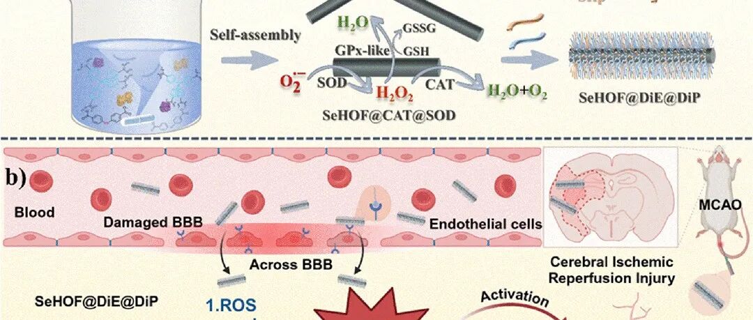 ACS Nano｜无金属含硒氢键有机框架“装载双酶”：级联清除ROS，靶向治疗脑缺血再灌注损伤