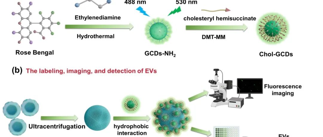ACS Appl Mater Interfaces｜中国科学院宁波材料所王宇辉/王凯喆/宁波大学附一院蒋军辉：细胞外囊泡标记成像与检测的下一代荧光探针