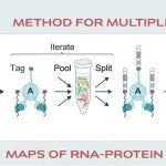Cell | 告别“单兵作战”！SPIDR技术开启“联合作战”新纪元，一次实验看清数十种RNA调控蛋白的“社交网络”