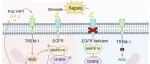 Cellu00A0Death &u00A0Differ | 广东医科大学唐靖等团队发现EGFR通过CEBPβ依赖的PGLYRP1诱导来协调中性粒细胞活化和NETosis