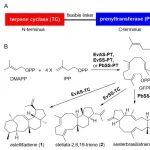 北大马明/杨东辉/柏林合作揭示双功能萜类合酶的螺旋管状结构