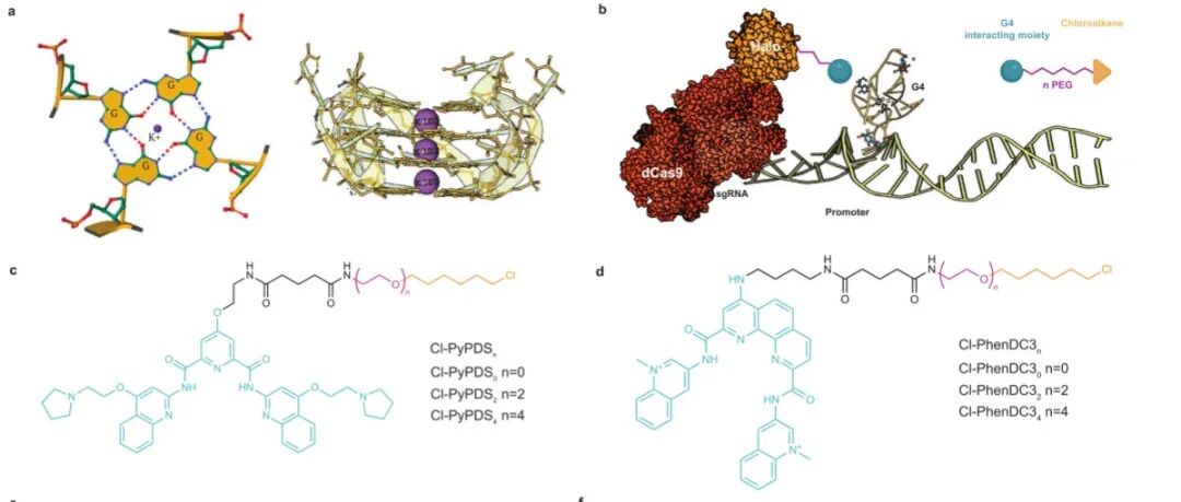 Nat. Commun. \u00A6化学修饰的CRISPR-Cas9能够靶向单个G-四链体和i-Motif结构，揭示了配体依赖性的转录干扰