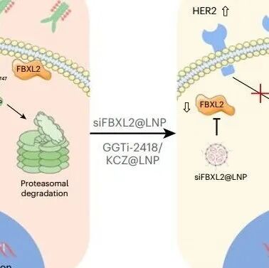 Nat Cancer | 打破HER2阴性“不可成药”的魔咒，四川大学最新研究成果