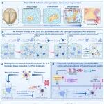华南理工大学边黎明、张琨雨、赵剑阳/广东省人民医院张余 Nat. Commun.：细胞自编程的非均质水凝胶通过力学-表观遗传调控促进组织再生
