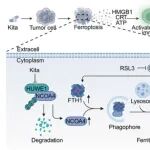 Autophagy | 中南大学邓广通等团队发现吉他霉素通过靶向HUWE1-NCOA4-FTH1轴克服铁死亡与免疫治疗耐药性