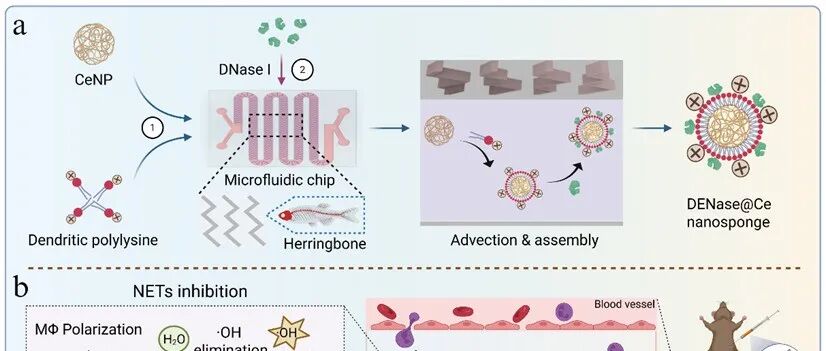 Adv. Funct. Mater. | 基于微流控技术的催化纳米海绵：通过靶向NETs为卵巢早衰提供协同治疗新策略