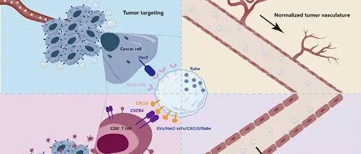 Journal of Advanced Research｜浙江大学蔡志坚教授团队：一种新型的针对Her2+乳腺癌的细胞外囊泡工程化免疫治疗药物