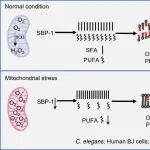 【前沿进展】Nat Metab丨核膜保卫战：田烨团队揭示线粒体氧化信号“编程”衰老防御新机制