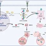 Cell Mol Immunol |中国医学科学院/北京协和医学院黄波/吕家迪：IFN-γ/IFN-β/TGF-β通过GSDME磷酸化与溶酶体递送清除胰腺癌TRCs的联合机制