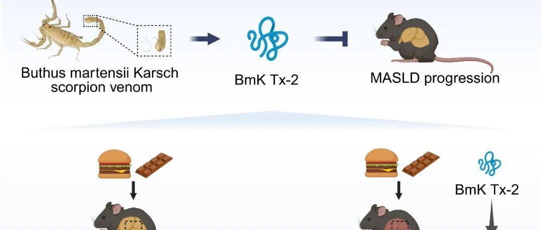 iMetaMed | 南中医曹鹏组-解析蝎毒来源细胞穿膜肽调控肝脏脂质代谢的分子机制