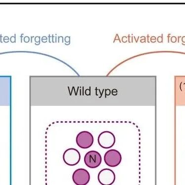 Neuron | 你怎么忘记她？清华大学钟毅团队揭示大脑中“遗忘细胞”