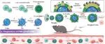 ACS Nano | 南京大学宋玉君等团队研究设计相分离工程化纳米马达双靶向脾-肿瘤以逆转T细胞耗竭