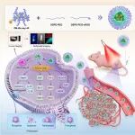 ACS Nano |  香港中文大学唐本忠等团队研究设计非富勒烯受体光诊疗体系精准调控肿瘤细胞铁死亡与泛凋亡