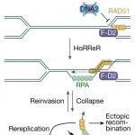 Nature | 为什么细胞会突然停止生长？”——DNA2通过限制重组型复制保障细胞周期进展和基因组完整性