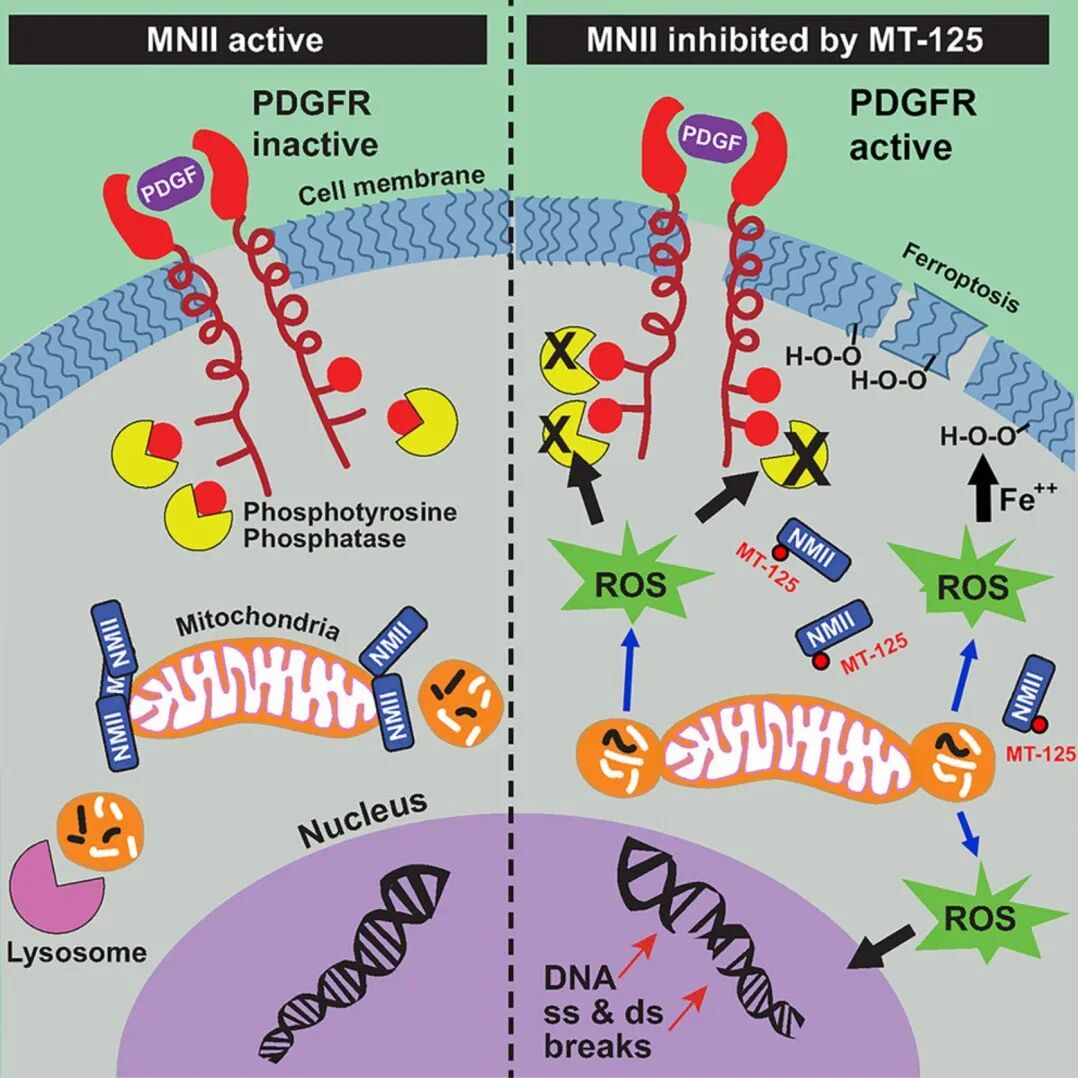 Cell背靠背 | 超越细胞骨架：非肌肉肌球蛋白 II抑制剂重塑胶质母细胞瘤治疗与成瘾干预的版图