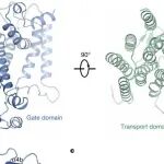 Nature | 冯亮等团队揭示线粒体钙离子转运体NCLX的结构和机制，一作已回国加入中国科学院