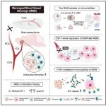 Cell | “断其粮草”以激活免疫，张弩/白凡揭示对抗胶质母细胞瘤的脑膜免疫开关