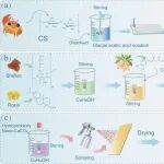 利用姜黄素和壳聚糖制备具有抗菌和保鲜性能的超疏水涂层