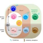 华人学者领衔！《Nature》绘制T细胞“技能树”：找到让抗癌战士持久战斗而不“遗忘”敌人的关键基因