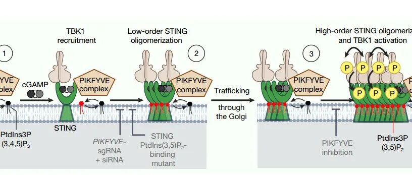 背靠背两篇Nature，陈志坚及其合作者揭示cGAS-STING先天免疫通路新机制