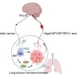【前沿进展】Nature | 大脑如何“感知”肿瘤？金橙橙/常瑞课题组揭示肿瘤—大脑通讯调控抗癌免疫的新机制