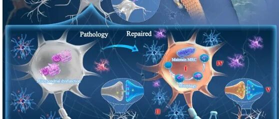 Small｜浙江大学彭丽华团队：工程化葛根外泌体经鼻入脑精准递送葛根miRNA与姜黄素重塑神经元-胶质细胞微环境抗帕金森病