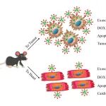 Journal of Nanobiotechnology｜西南医科大学心血管医学研究所党喜同：展示天然EGF\u00A0的外泌体增强阿霉素的治疗疗效并降低其心脏毒性