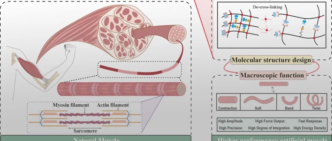浙江理工大学陈韦教授团队 Adv. Mater.：人工肌肉纤维分子结构设计助力高性能仿生驱动