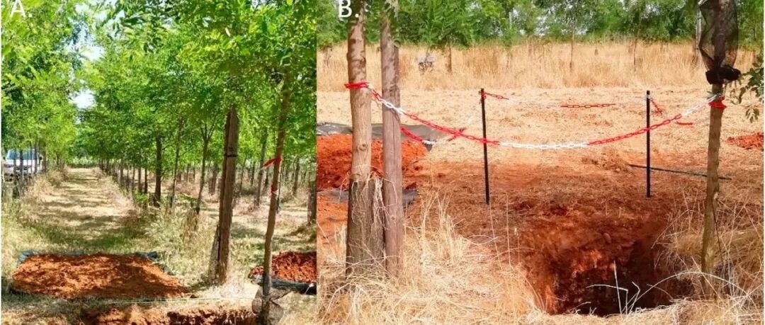 根际碳量化新方法丨SOIL BIOL BIOCHEM：树木系统中的底土根际碳富集与耗竭：过程与尺度效应